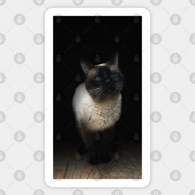 Blue-eyed Siamese cat Sticker by Khala